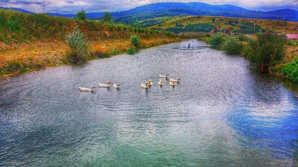 Pastravaria Ursu * Vinatori-Neamt